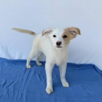 Australian Shepherd Dogs Available for Adoption in Carencro, Louisiana - Sir Topham Hatt | PetCurious