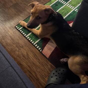 German Shepherd Dog and Border Collie Dogs Available for Adoption in Lynchburg, Virginia - Knight | PetCurious