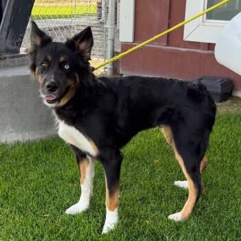 Ellie -  Border Collie Dog for Adoption in Idaho Falls, Idaho - Ellie | PetCurious