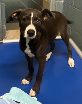 Twinky -  Labrador Retriever and Mixed Breed Dog for Adoption in Cedarburg, Wisconsin - Twinky | PetCurious