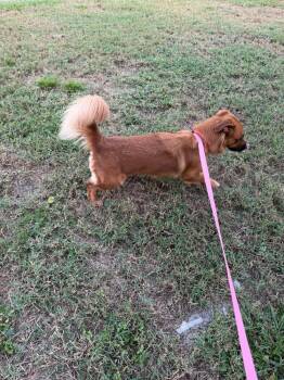 Ella -  Golden Retriever and Corgi Dog for Adoption in Deltona, Florida - Ella | PetCurious