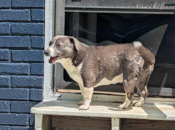 Labrador Retriever and Corgi Dogs Available for Adoption in Fort Payne, Alabama - Molly McButters | PetCurious