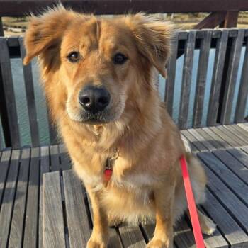 Rescue Chow Chow Dogs for Adoption in Oklahoma City, Oklahoma - Ruby - COURTESY | PetCurious