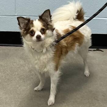 Rescue Chihuahua Dogs for Adoption in Albany, New York - Buster | PetCurious