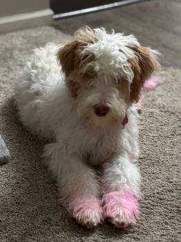 Bubblegum -  Australian Shepherd Dog for Adoption in Minneapolis, Minnesota - Bubblegum | PetCurious
