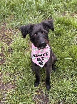 Jackie -  Terrier and Doberman Pinscher Dog for Adoption in Fullerton, California - Jackie | PetCurious