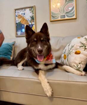 Jacob Joy Fun Loving Fluff Ball -  Husky and Australian Shepherd Dog for Adoption in Friendswood, Texas - Jacob Joy Fun Loving Fluff Ball | PetCurious