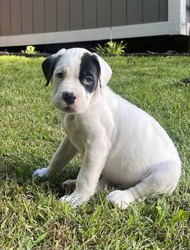 Scooby -  Pit Bull Terrier and American Bulldog Dog for Adoption in Oxford, Michigan - Scooby | PetCurious