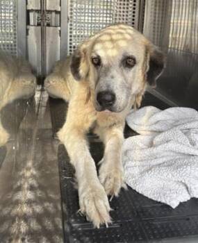 Marigold -  Great Pyrenees Dog for Adoption in Austin, Texas - Marigold | PetCurious