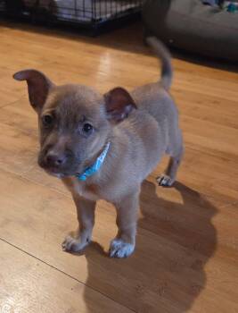 Papas CA -  Chihuahua Dog for Adoption in Hillside, Illinois - Papas CA | PetCurious