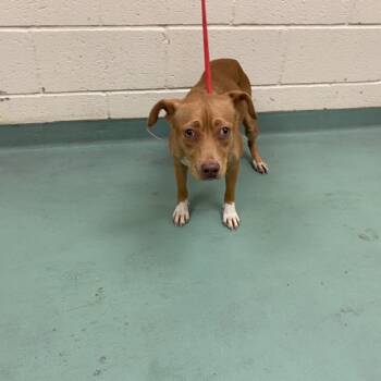 Rescue Mixed Breed Dogs for Adoption in Memphis, Tennessee - Jazmin | PetCurious