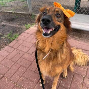 Violet -  German Shepherd Dog Dog for Adoption in Houston, Texas - Violet | PetCurious