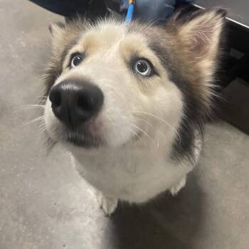 Husky Dogs Available for Adoption in Tampa, Florida - Luna | PetCurious