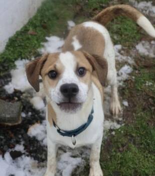 Hound Dogs Available for Adoption - Pup Colden | PetCurious