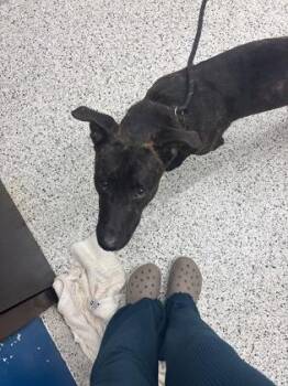 Varner -  Mixed Breed Dog for Adoption in Atlanta, Georgia - Varner | PetCurious