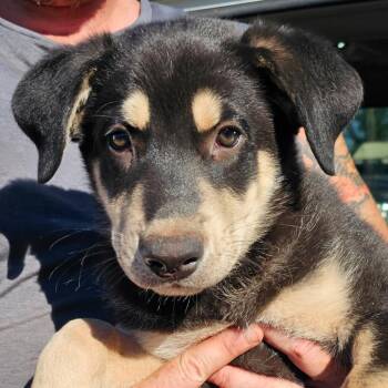 Pop -  Mixed Breed Dog for Adoption in Redwood Valley, California - Pop | PetCurious