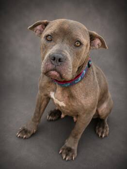Mia -  American Staffordshire Terrier Dog for Adoption in Navarre, Florida - Mia | PetCurious