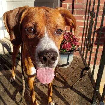 Rescue Mixed Breed Dogs for Adoption in Lynchburg, Virginia - Julio | PetCurious