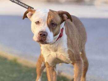 Maeve -  Mixed Breed Dog for Adoption in West Chester, Pennsylvania - Maeve | PetCurious