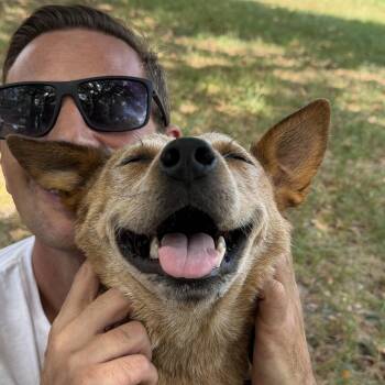 Niner -  Australian Cattle Dog Blue Heeler Dog for Adoption in Pilot Point, Texas - Niner | PetCurious