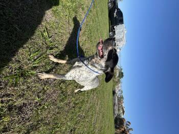 Australian Cattle Dog Blue Heeler Dogs Available for Adoption in Lakewood Ranch, Florida - Josie | PetCurious