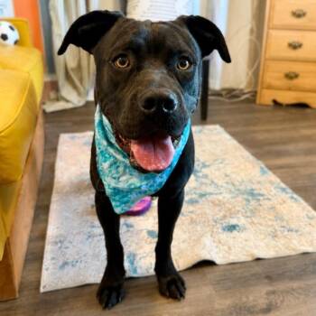 Tucker Teddy the Angel Eyed Cutie -  Labrador Retriever and American Bulldog Dog for Adoption in Friendswood, Texas - Tucker Teddy The Angel Eyed Cutie | PetCurious