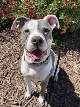 Raisin -  Boxer and Pit Bull Terrier Dog for Adoption in Petaluma, California - Raisin | PetCurious