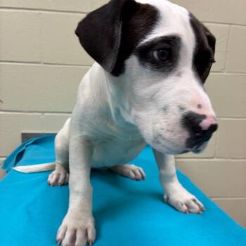 Mixed Breed Dogs Available for Adoption in Hamilton, Georgia - Hunny Bunny 1433 | PetCurious