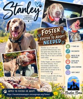 Stanley -  Weimaraner Dog for Adoption in Midway, Utah - Stanley | PetCurious