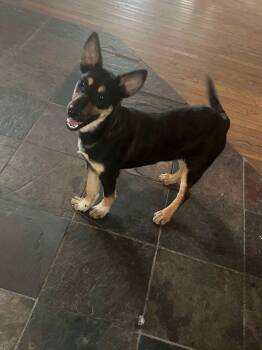 Trixie -  Mixed Breed Dog for Adoption in Westwood, New Jersey - Trixie | PetCurious