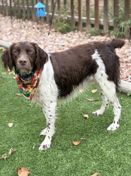Rescue Brittany Spaniel Dogs for Adoption in Baldwinsville, New York - CO/River | PetCurious