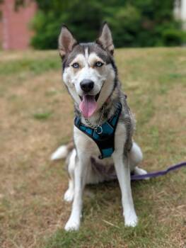 Rescue Husky Dogs for Adoption in Coquitlam, British Columbia - Betty | PetCurious