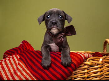 Rescue Parson Russell Terrier and Poodle Dogs for Adoption in Palo Alto, California - Apple: Honeycrisp | PetCurious