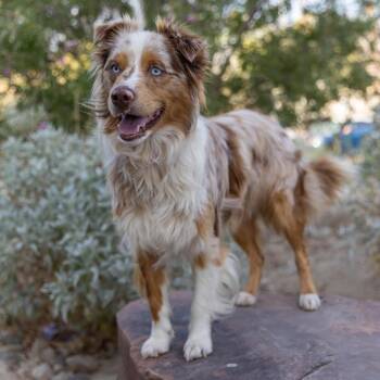 Yuffie -  Australian Shepherd Dog for Adoption in Palm Springs, California - Yuffie | PetCurious