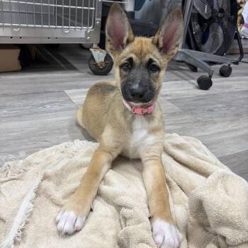 Lyra -  German Shepherd Dog Dog for Adoption in Newark, New Jersey - Lyra | PetCurious