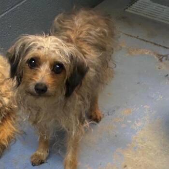 Maisie -  Mixed Breed Dog for Adoption in Gadsden, Alabama - Maisie | PetCurious