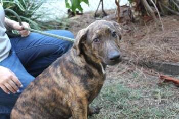 German Shepherd Dog and Mixed Breed Dogs Available for Adoption in Brunswick, Georgia - Annie | PetCurious