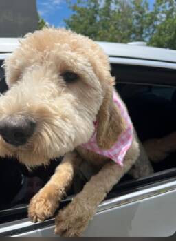 Mila the Doodle -  Poodle Dog for Adoption in Holly Springs, North Carolina - Mila The Doodle | PetCurious
