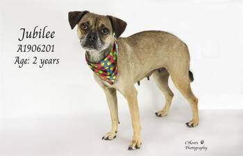 Pug and Chihuahua Dogs Available for Adoption in Thousand Palms, California - JUBILEE | PetCurious