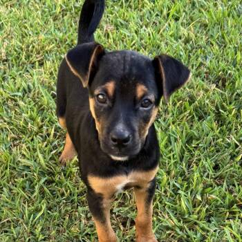 Buzz Basil Toy Story -  Jack Russell Terrier and German Shepherd Dog Dog for Adoption in Friendswood, Texas - Buzz Basil Toy Story | PetCurious
