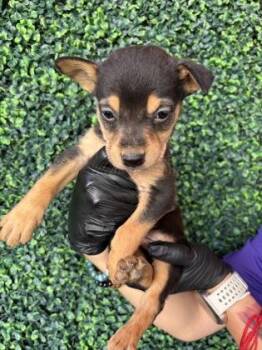 Chihuahua and Mixed Breed Dogs Available for Adoption in El Paso, Texas - Pup 5 | PetCurious