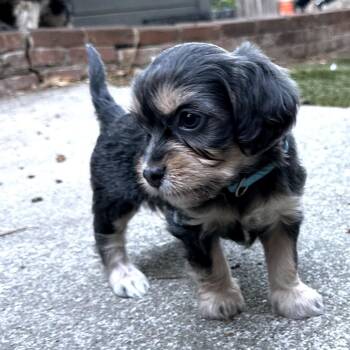 BLUE JAY -  Terrier and Mixed Breed Dog for Adoption in Richmond, California - BLUE JAY | PetCurious
