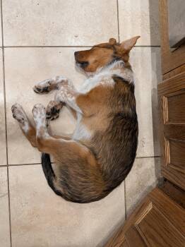 Ellie #7 -  German Shepherd Dog Dog for Adoption in Denver, Colorado - Ellie #7 | PetCurious