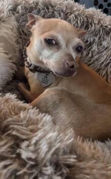 Chihuahua Dogs Available for Adoption in Fort Lupton, Colorado - CiCi | PetCurious