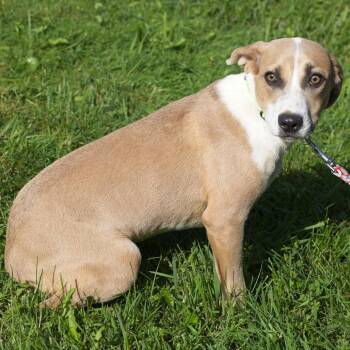 Pinto -  Weimaraner and Hound Dog for Adoption in South Elgin, Illinois - Pinto | PetCurious