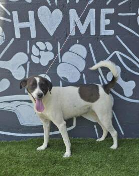 Rescue Pointer Dogs for Adoption in New York, New York - Bailey *foster Needed* | PetCurious