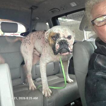 Bebo -  American Bulldog Dog for Adoption in Chico, California - Bebo | PetCurious
