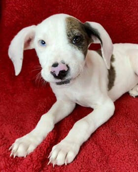 Rescue Australian Shepherd and Labrador Retriever Dogs for Adoption in New York, New York - Dutch | PetCurious