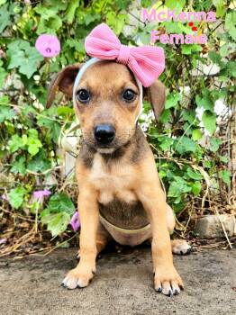McKenna CS -  Terrier Dog for Adoption in Columbia, Maryland - McKenna CS | PetCurious