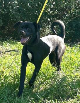 260557  Benjamin Button -  Labrador Retriever and Terrier Dog for Adoption in Wetumpka, Alabama - 260557  Benjamin Button | PetCurious